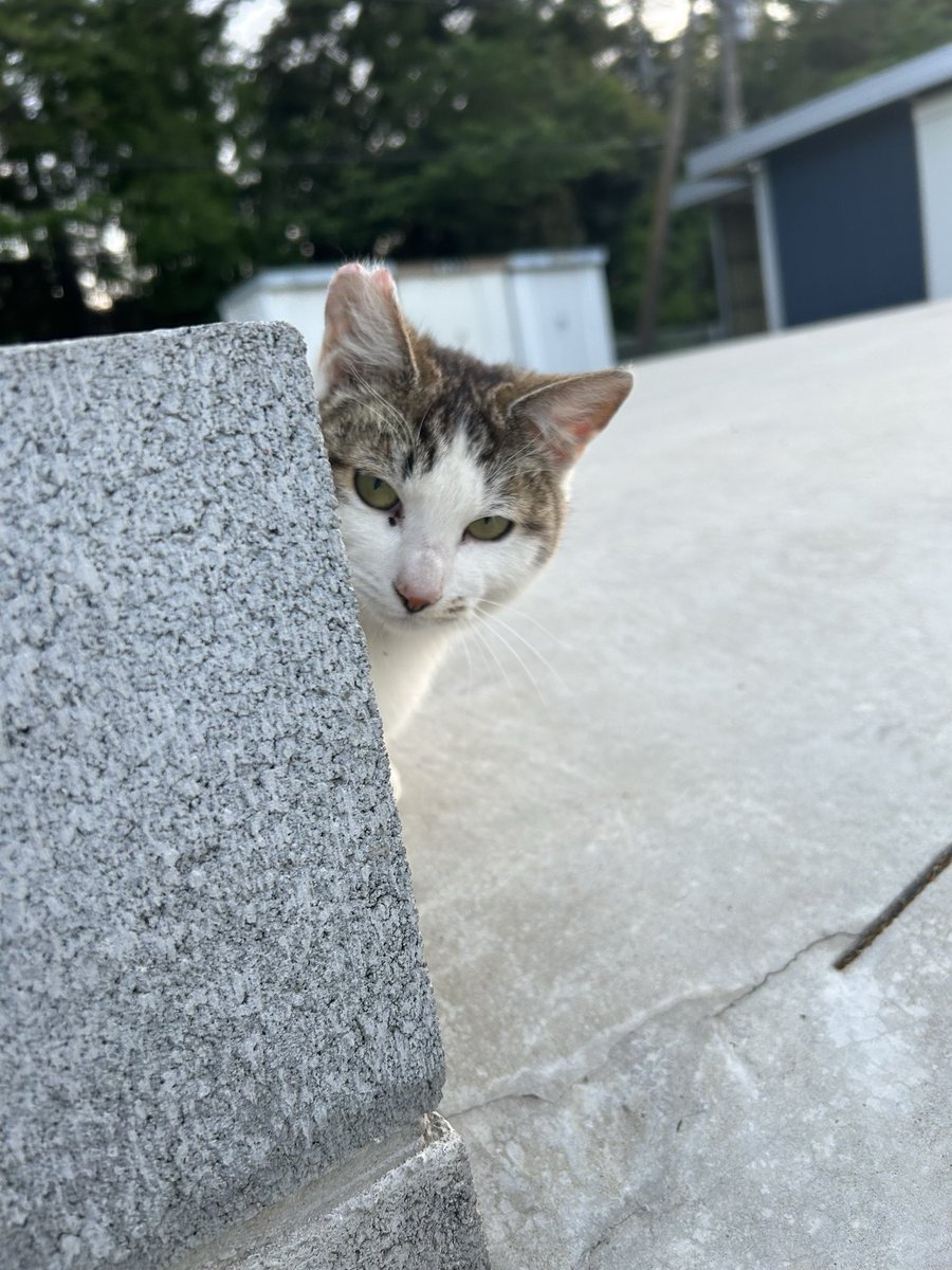 おはようございます🐈☀️