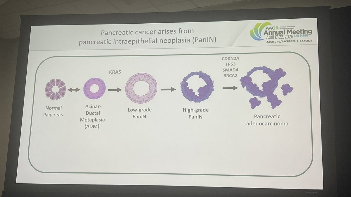 DrAngelaLamarca's tweet image. One las thought from @AACR #AACR26…

What if KRAS inhibitors could actually #prevent malignant transformation of #PanIN? 

Think big…
Still lots to do
But let’s think big…

Thank you #SanDiego for this inspiring few days 🫶