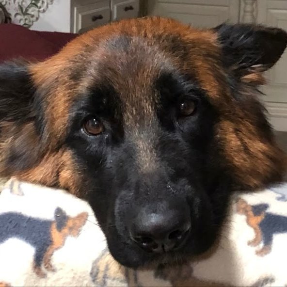 raphael, 🪶 tweet media