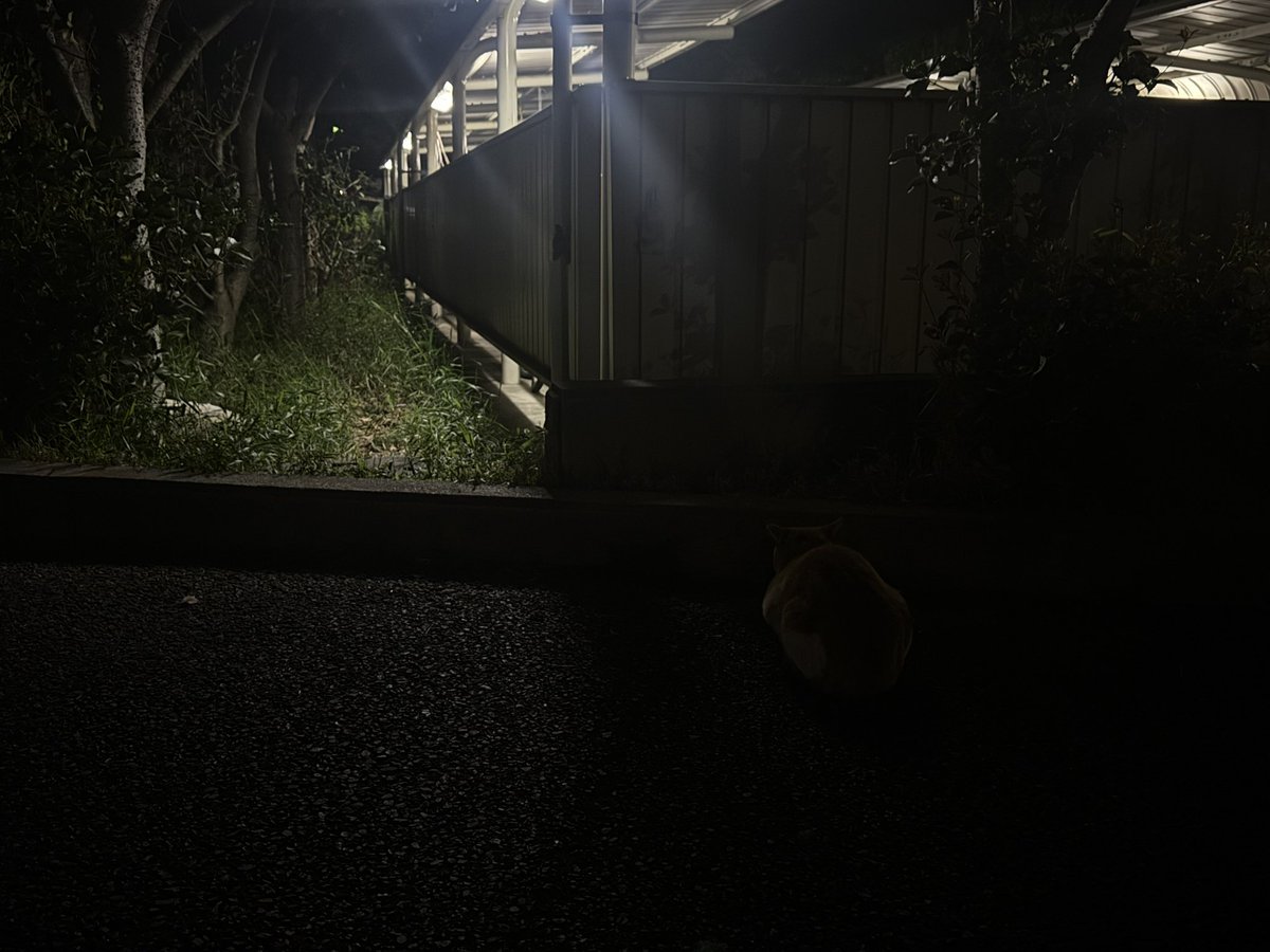 trainvev's tweet photo. i pet a stray cat i think my life is complete https://t.co/r59LOgfLUa
