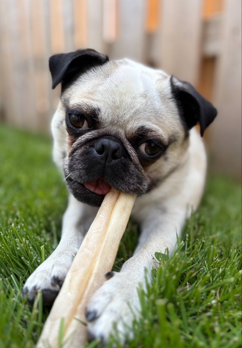 sarahtravels09's tweet image. Winnie loves this bone is very soft when chewing and lasted long would recommend buying
.
.
.
.
#bone #dog #pet #pug #cute #chewing #yummy