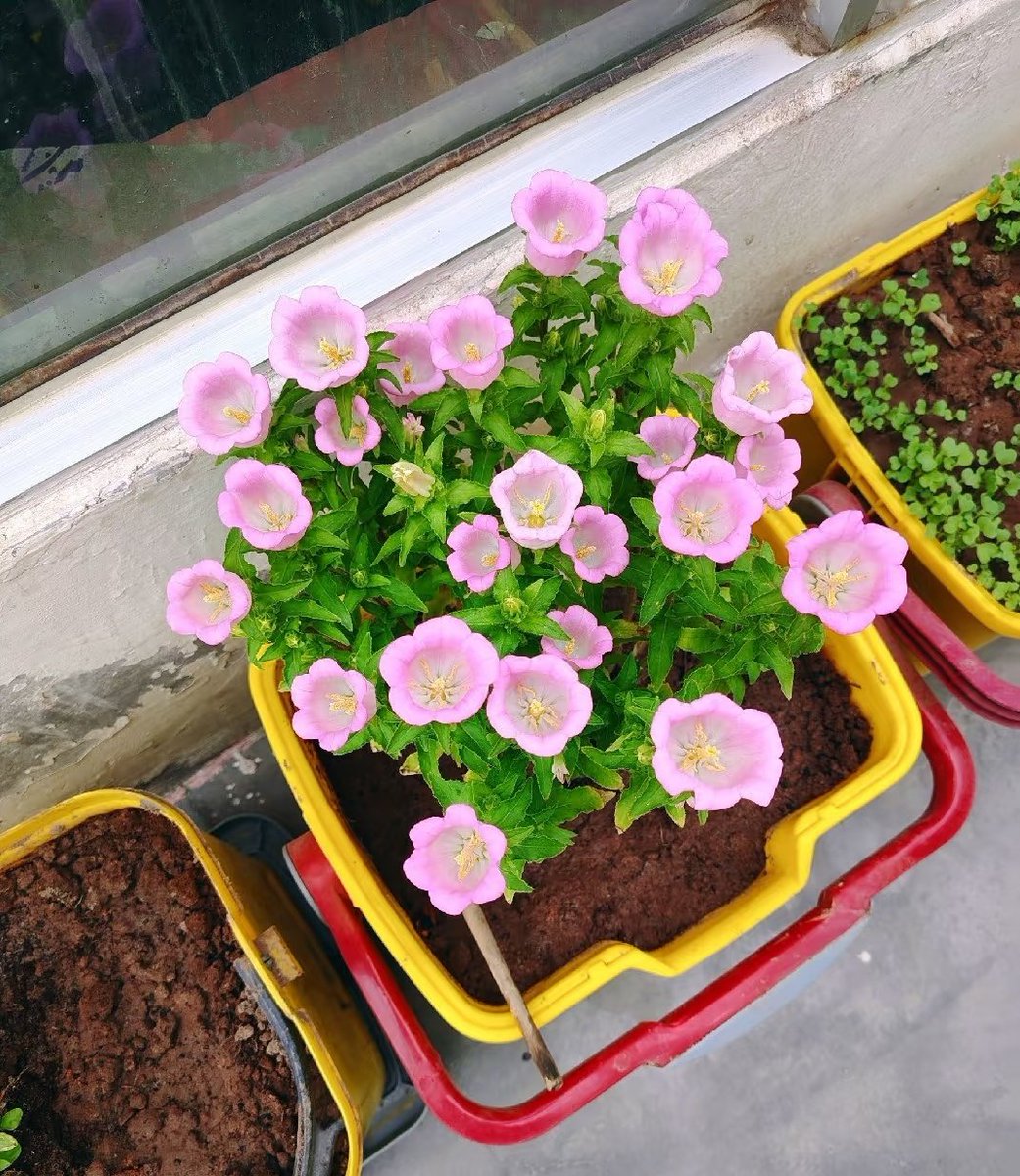 Monster49408447's tweet image. Every tiny bell-shaped flower feels like a little gift from nature, reminding me to slow down and enjoy the small, sweet moments in life.🌸🌸

#flowers #life #BloomsOfTheDay #PlantMomLife #GardenGoals #PinkFlowers #NatureTherapy