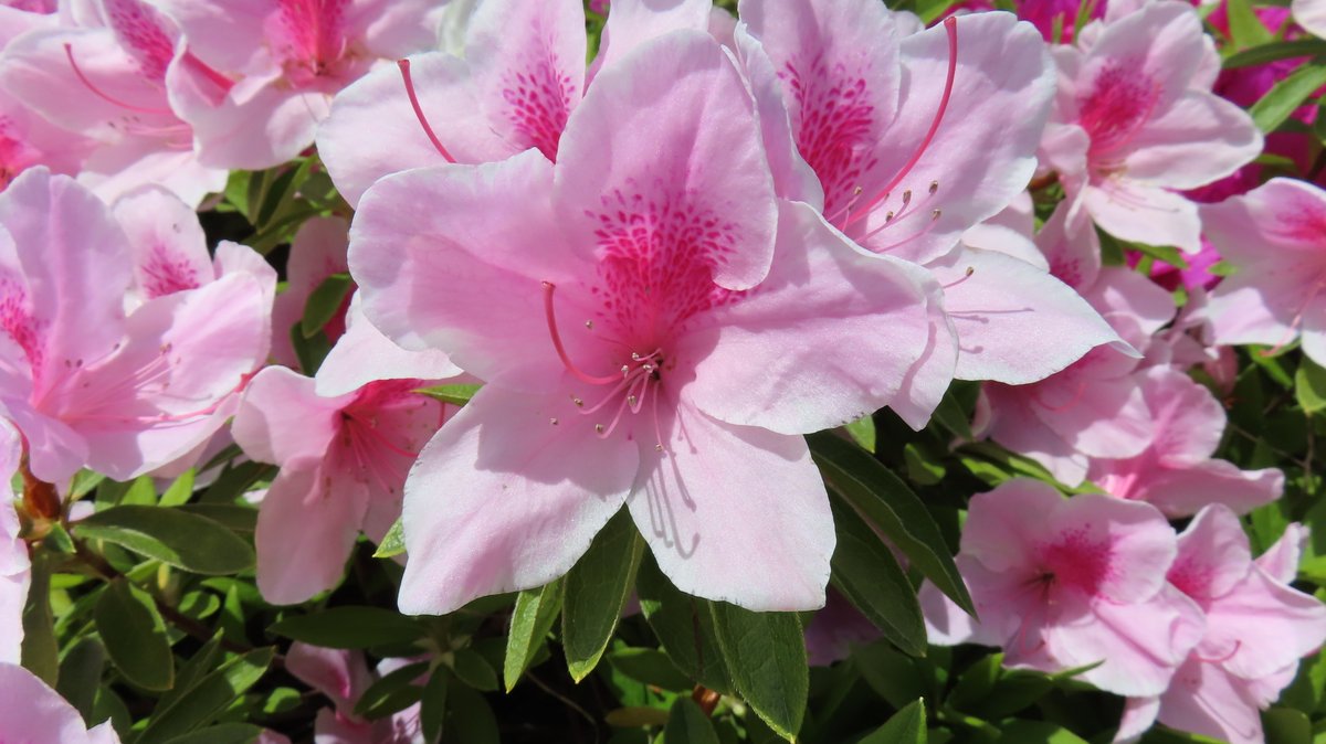 瑞ヶ池公園お散歩 4月22日