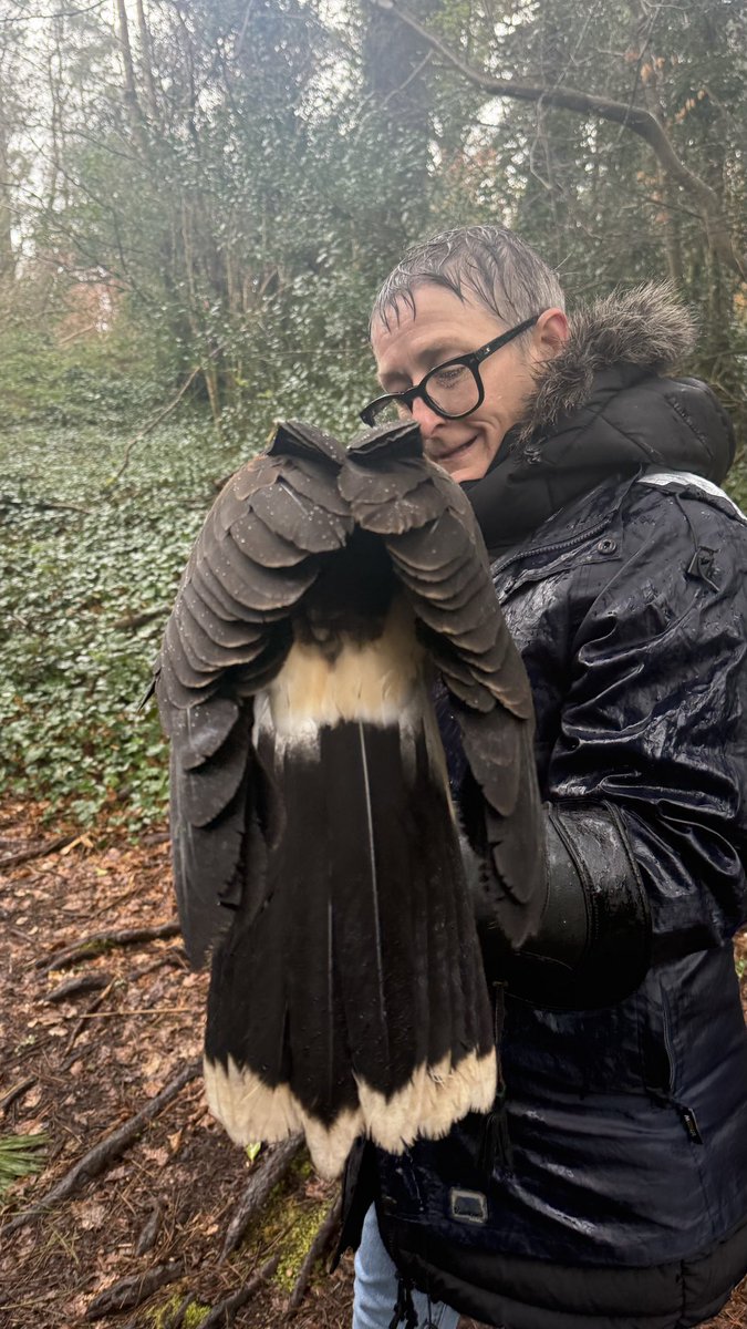 Kez 🏳️‍🌈🏳️‍⚧️✊🏾🐈‍⬛🐈🐓🧡 tweet media