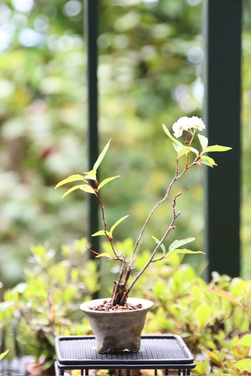 kinsyo826's tweet photo. 風で転がり乾燥で蕾が落ちて、、、
#ミニ盆栽
#自作鉢
#minibonsai https://t.co/NBSxSSuEeu