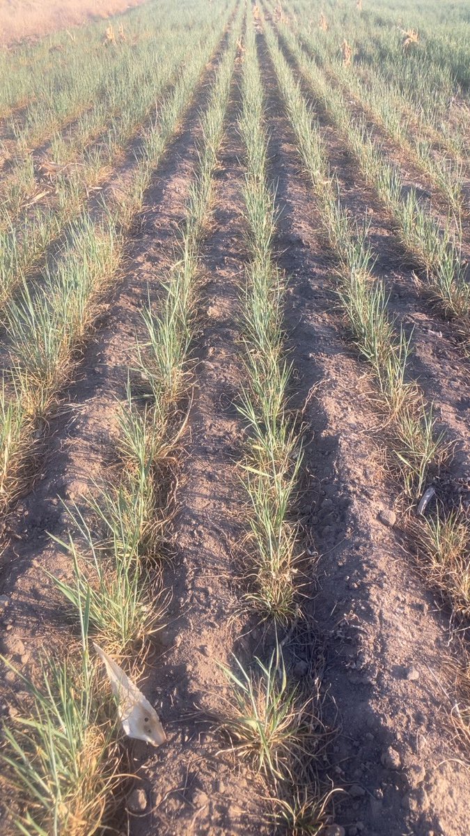LoganMinor2's tweet photo. I think this is what a guy calls a bumper crop https://t.co/NnZ9An8DWZ