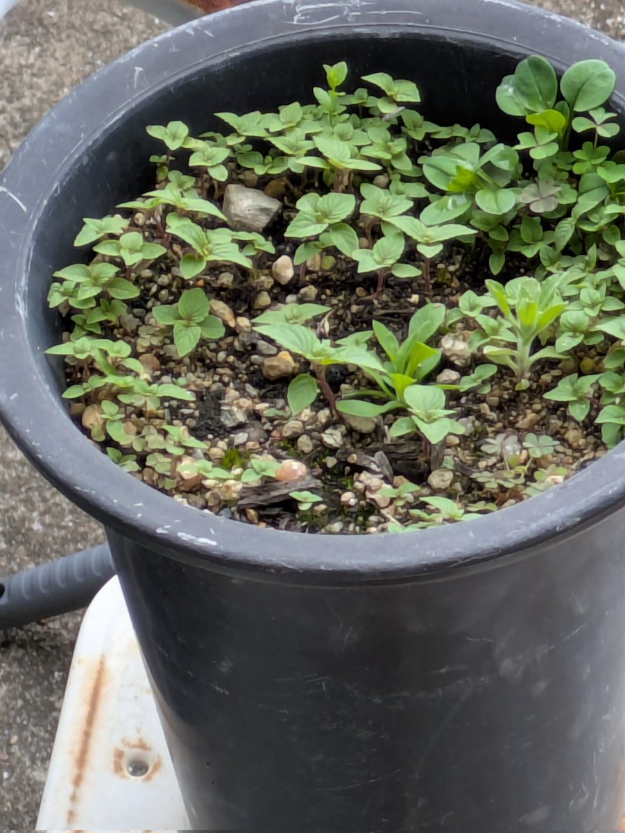 バイン🐈‍⬛ ͗🐈 tweet media