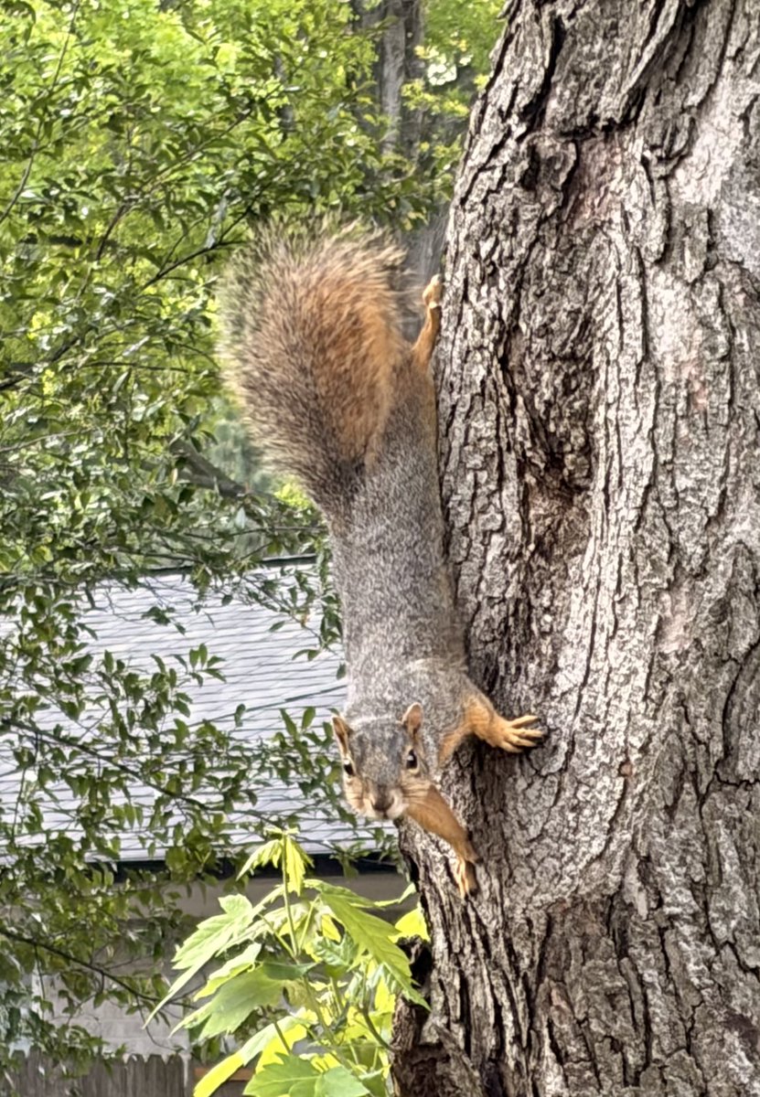 Squirrels of Oklahoma tweet media