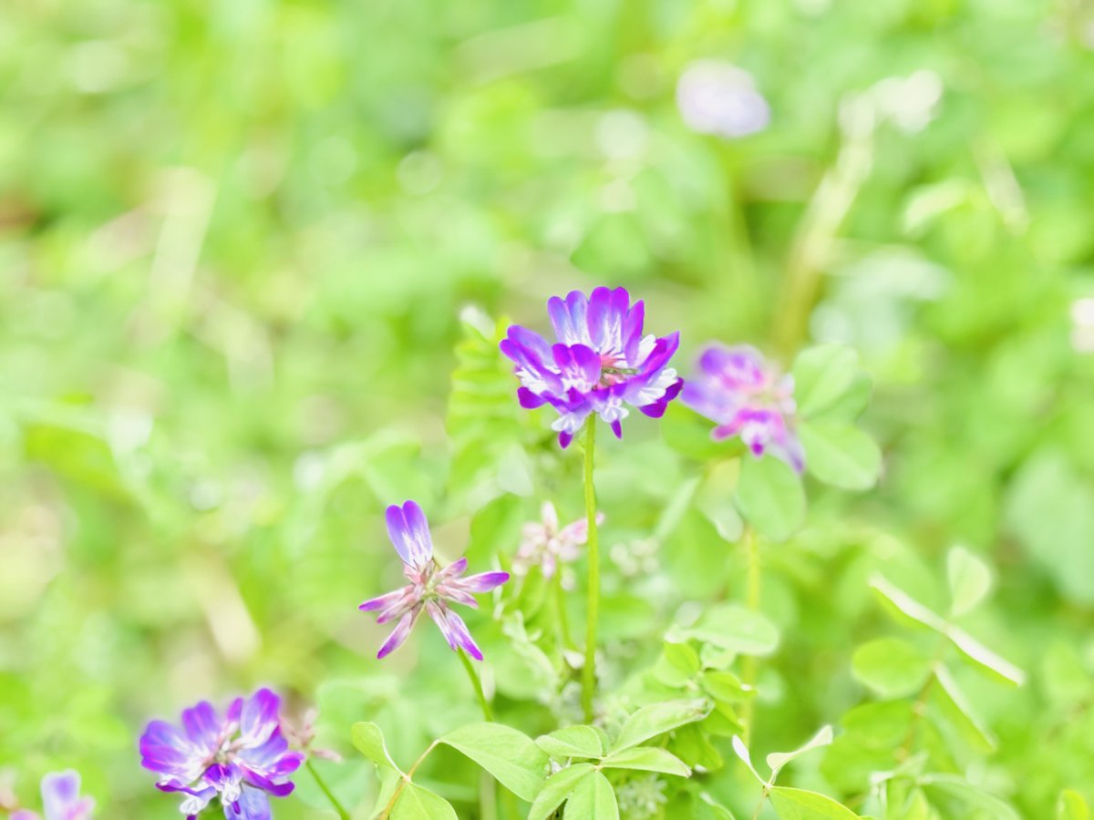 ニシキコネクト tweet media