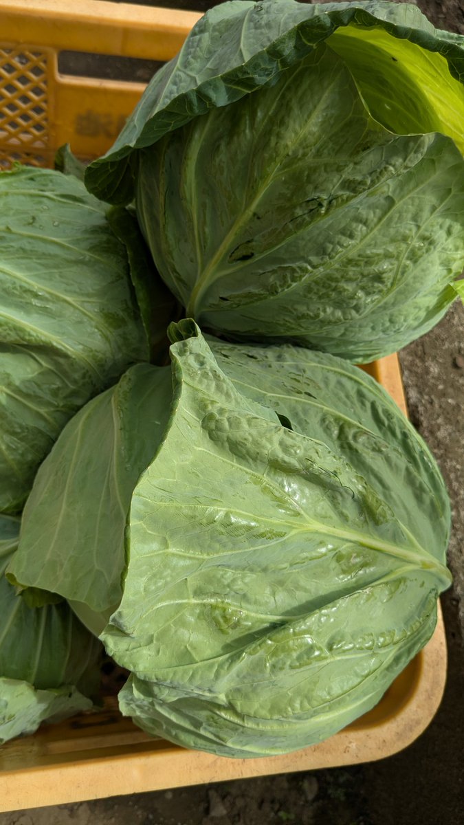 調布ベジトラスト（Farmer’s shop） tweet media