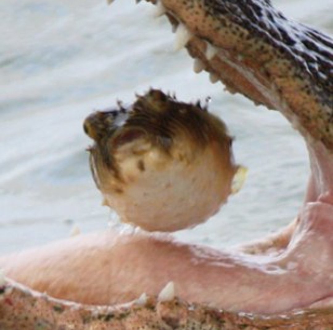 癒される動物 tweet media