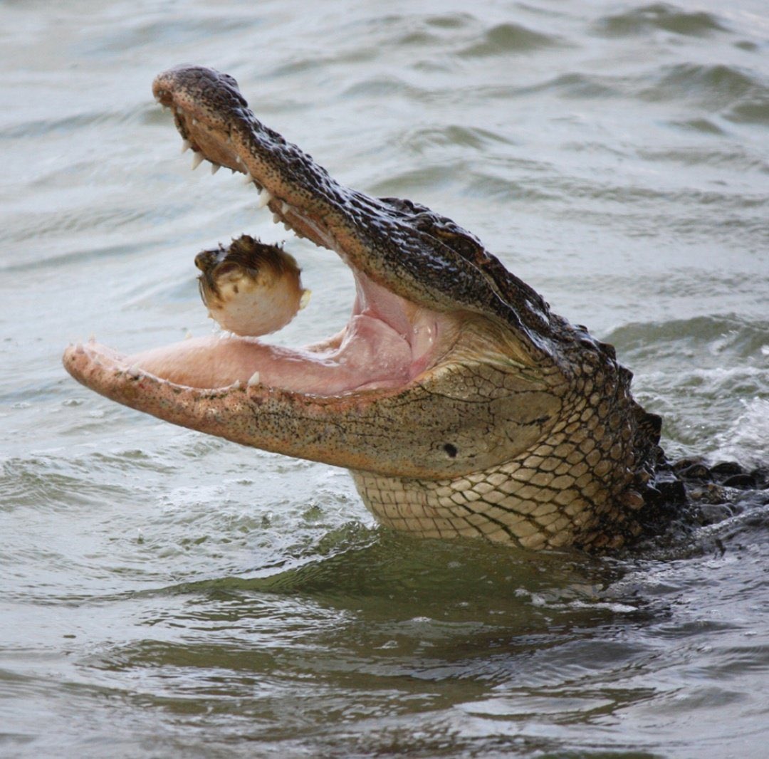 癒される動物 tweet media