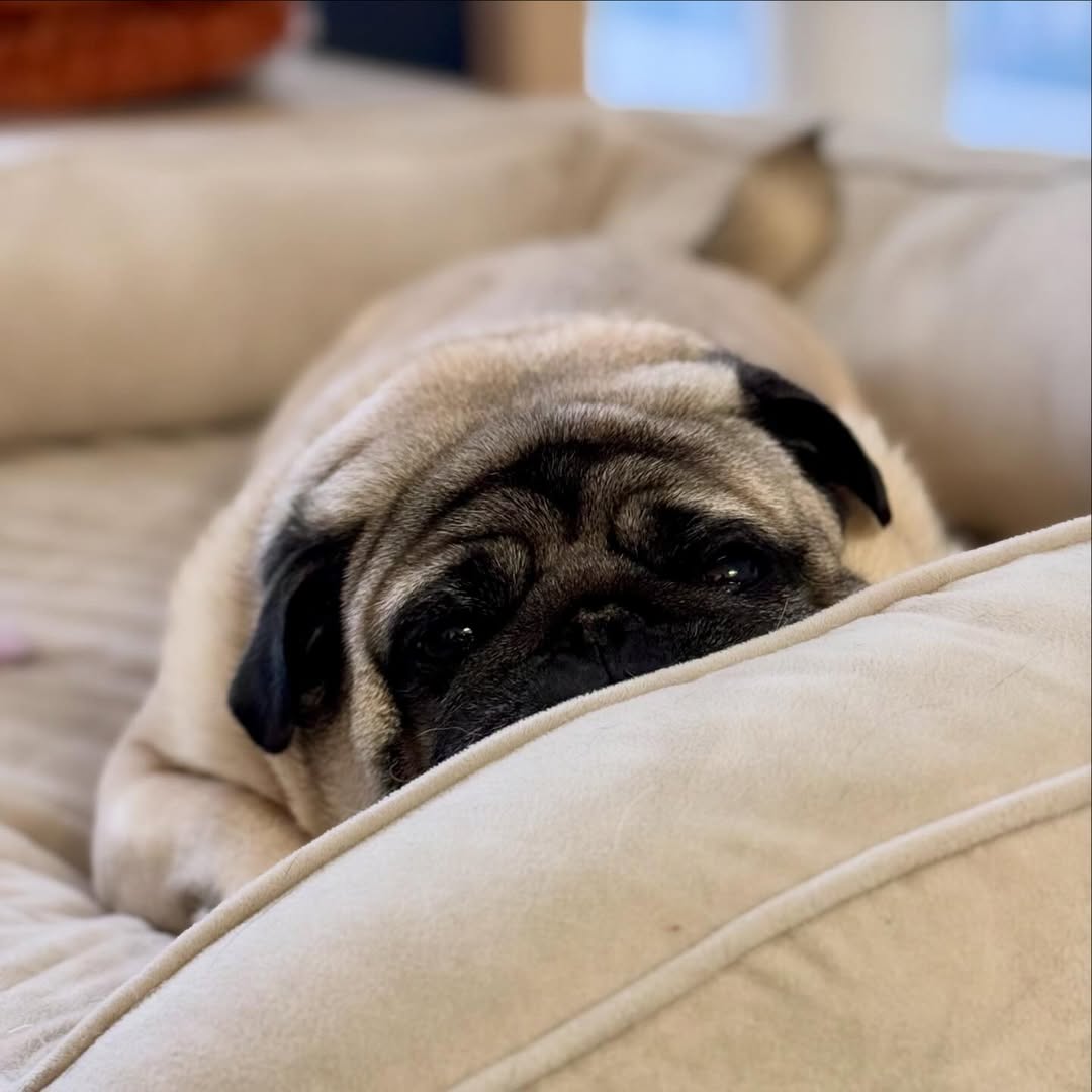 marymsmithson56's tweet image. Do you love this so cute 🥰🥰
#pug #cutedogs #puglove