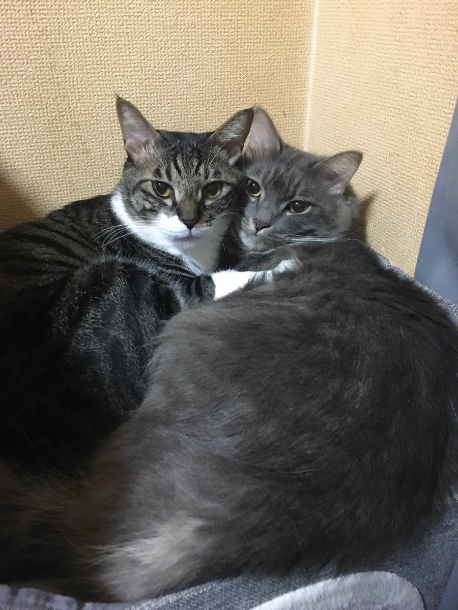 uiuiaaaaaaa's tweet photo. 猫飼う前は虐待された猫の保護動画とか見てて可哀想と思ってたけど飼ってからはもう見ることさえできないわ…
うちの4ニャンズ https://t.co/aJ7HEUdFmG