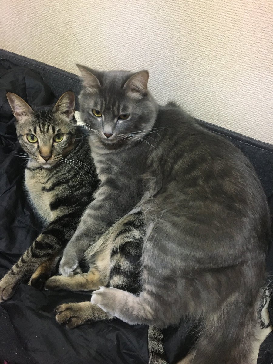 uiuiaaaaaaa's tweet photo. 猫飼う前は虐待された猫の保護動画とか見てて可哀想と思ってたけど飼ってからはもう見ることさえできないわ…
うちの4ニャンズ https://t.co/aJ7HEUdFmG