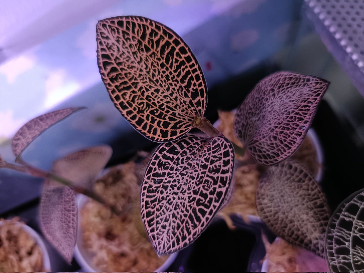 インテレッセ tweet media