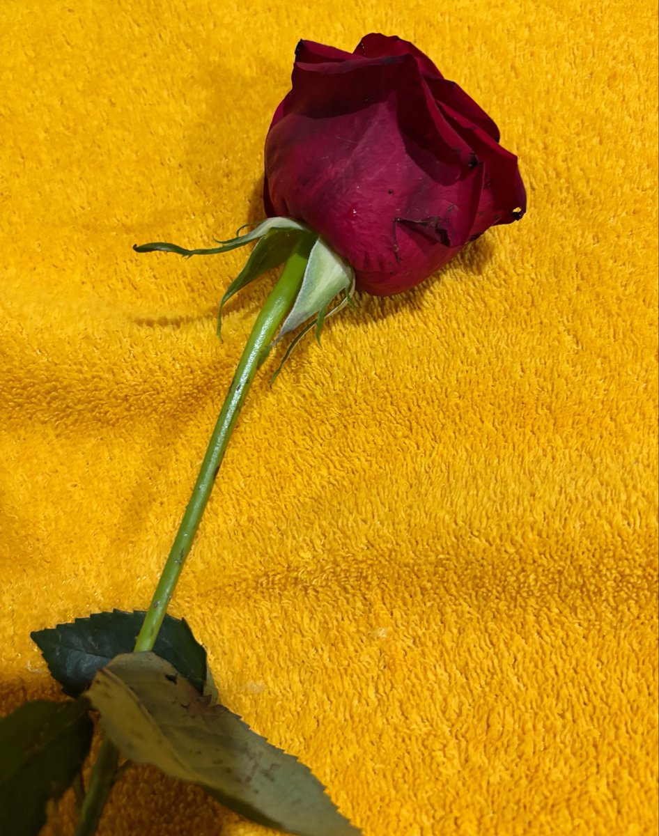 rosalua. tweet media