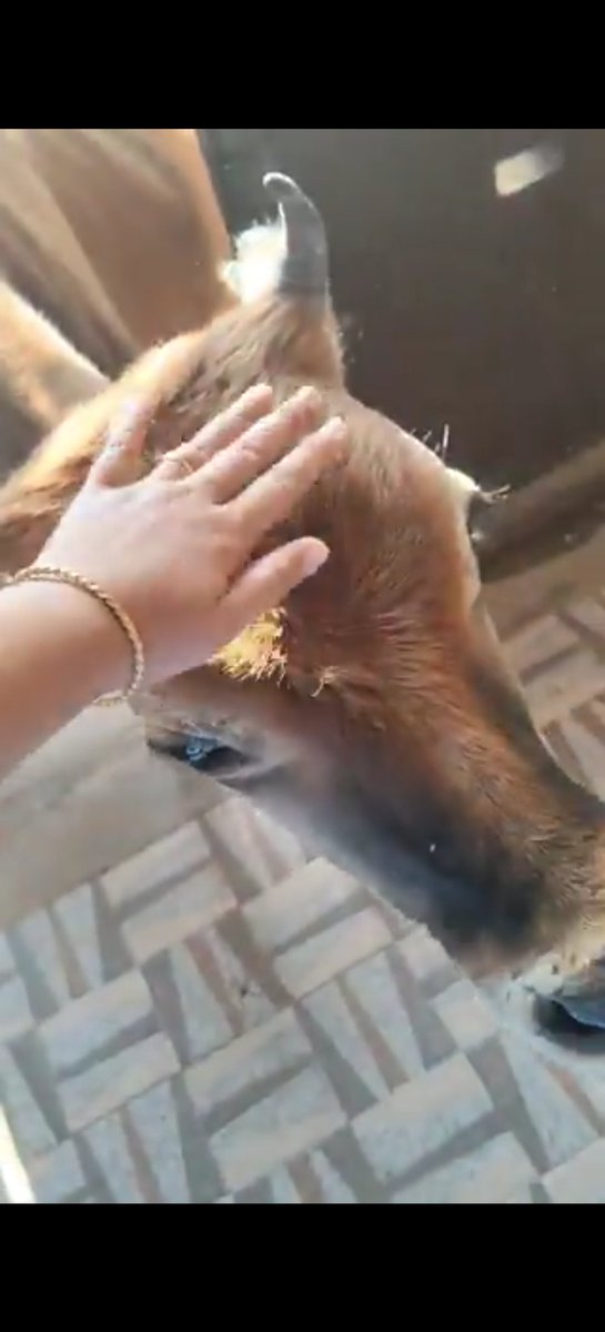 Sona🐾🇮🇳 tweet media