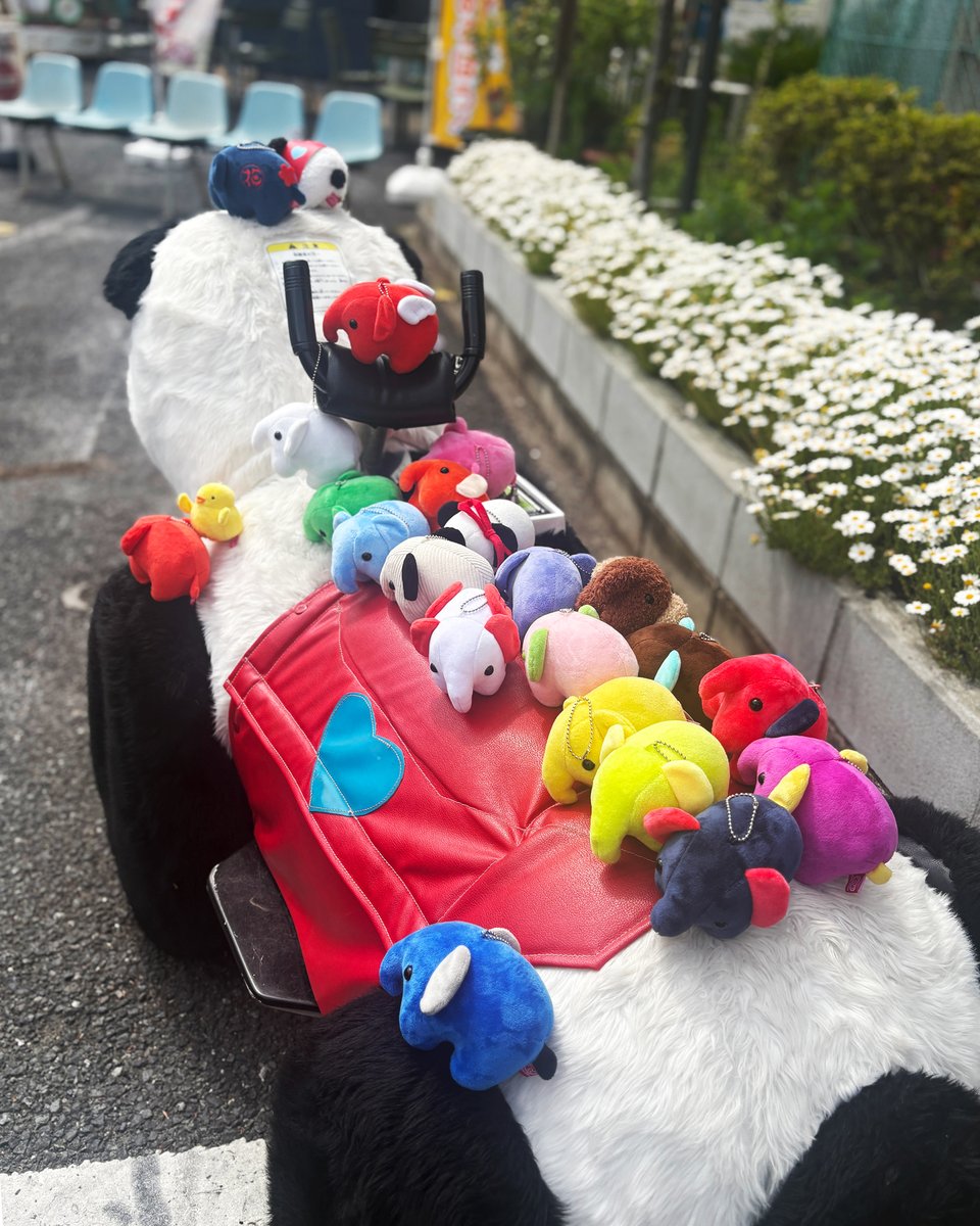 ドムドム×花やしき2026』は26日まで🐼 待ってるぞう～🐘🐘🐘🐘🐘✨