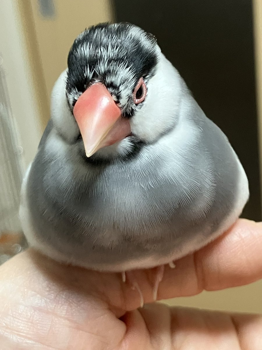 つばくろ tweet media