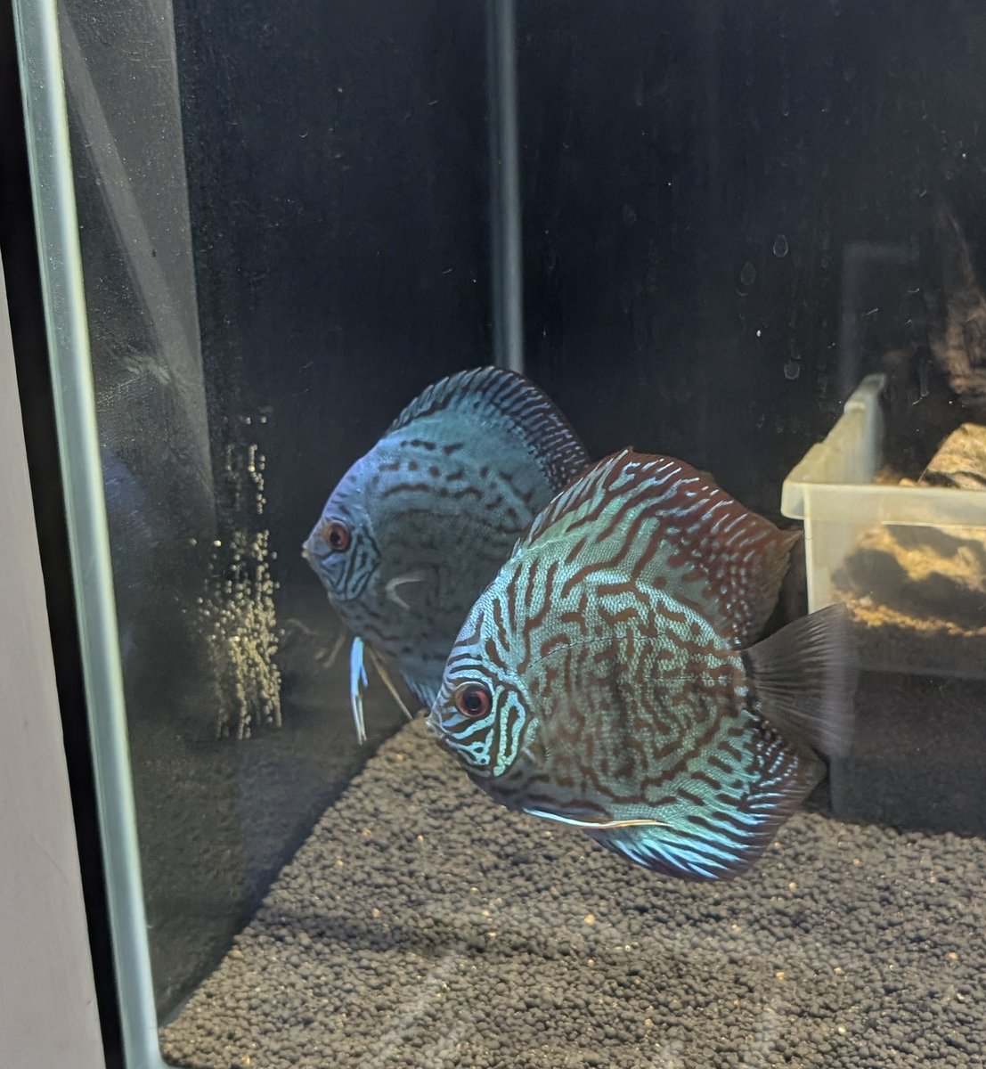 hirosepet_yatu's tweet image. 🐠#ディスカス『ブリリアント　ターコイズ』ペアになったみたいです！

＊現在3匹在庫しております！
どの個体も発色が素晴らしいのでオススメです😊
お迎えお待ちしております！！

#ペア　#シクリッド
#青色　#きれい
#HIROSEAQUAWORKS