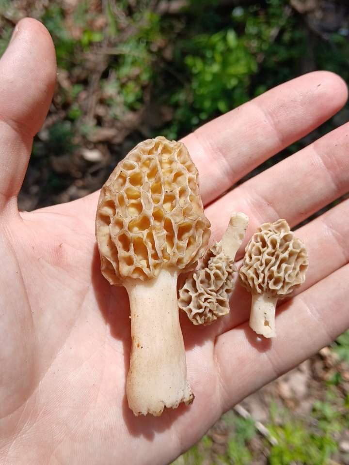 Justdikken's tweet photo. Steelhead ⛔ morels ✅ https://t.co/OmqemTMARF