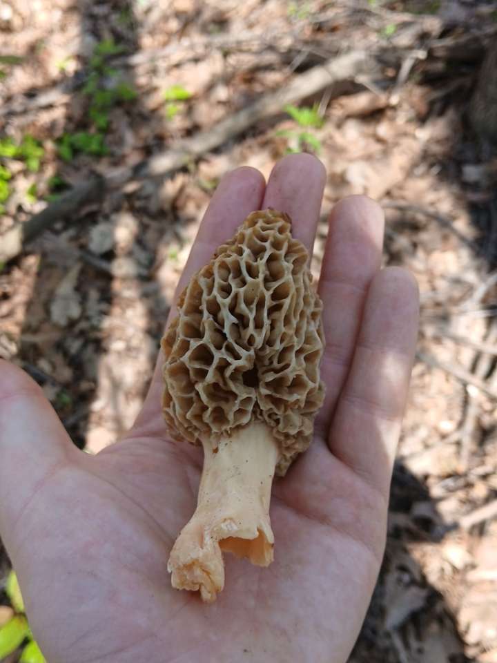 Justdikken's tweet photo. Steelhead ⛔ morels ✅ https://t.co/OmqemTMARF