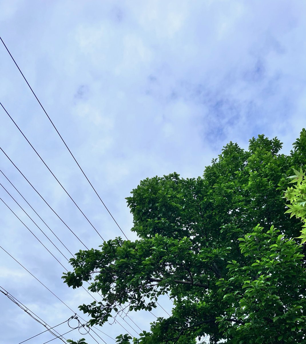 MurakamiPile's tweet photo. おはようございます
三姉妹、長女です

大阪の空☀️ 気温は18℃
新緑が眩しい季節になってきましたね

4月半ば過ぎの水曜日、いかがお過ごしでしょうか
こちらは少し見え始めてきたGWにワクワクしております

一つずつ仕事片付けていきましょう♪

#企業公式が毎朝地元の天気を言い合う https://t.co/qIqKqf81wU