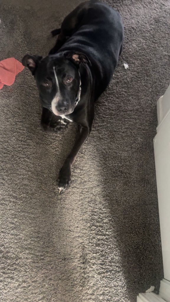 MrsQLopez's tweet photo. My doggo is missing. We are over in the Benjamin Square housing addition by 56th and Franklin. He ran out and we lost him in the darkness. His name is Theo. If anyone sees him please contact me. He is very friendly. He loves a ear scratch or a belly/side pat. He is chipped. https://t.co/P2YYggQWH6