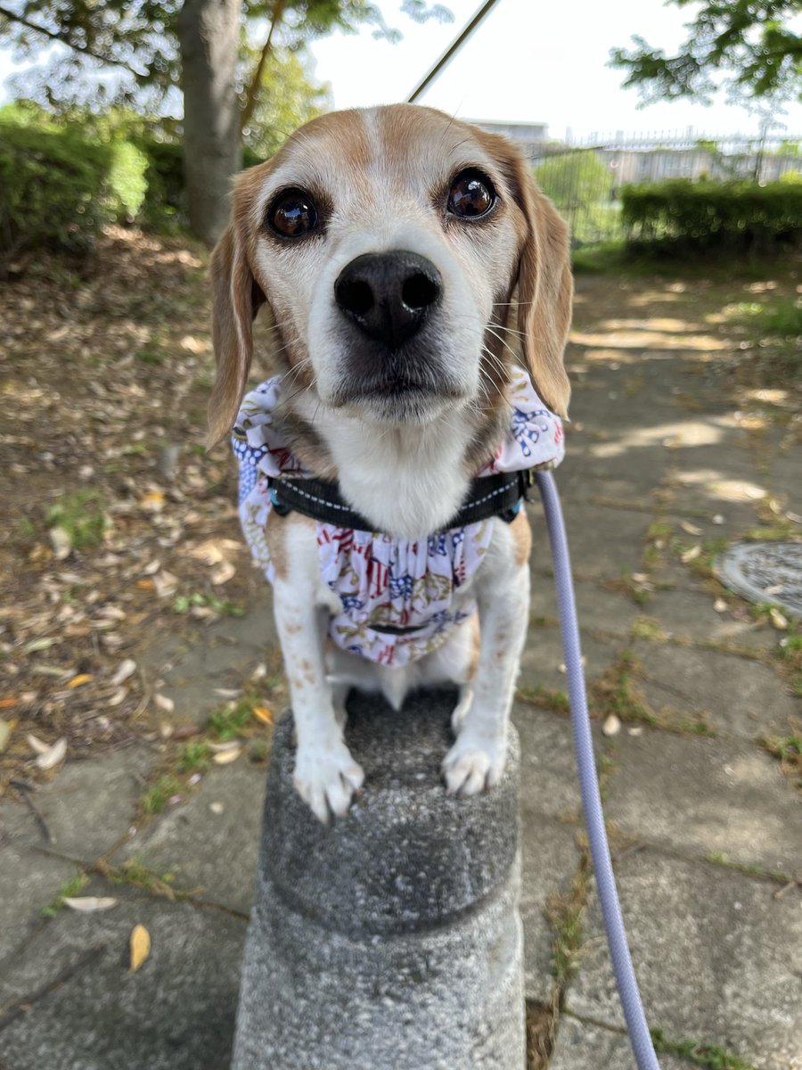 🐶はぴちろ⚾️ tweet media