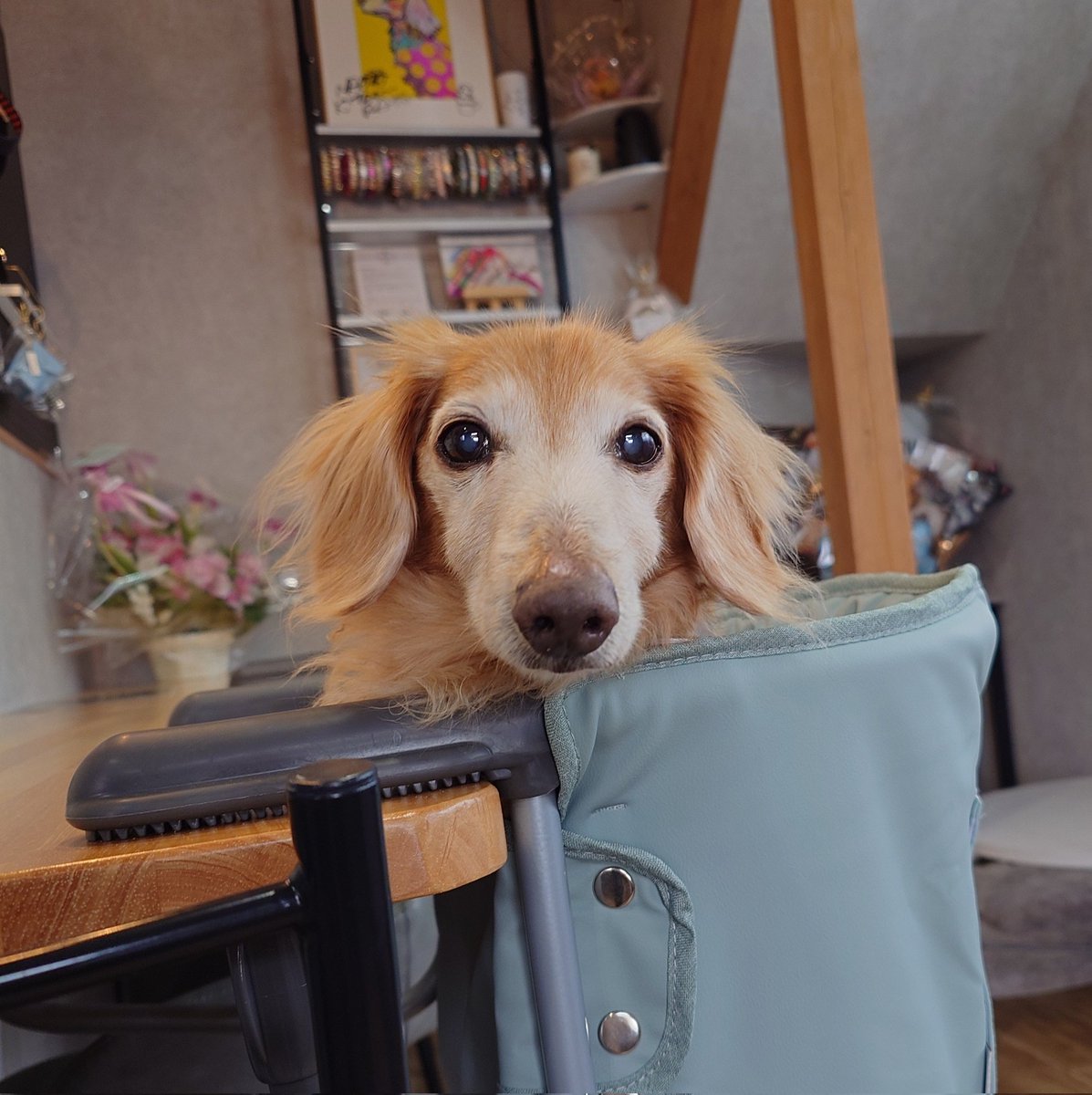 あーちゃん🐶🐶😺 tweet media