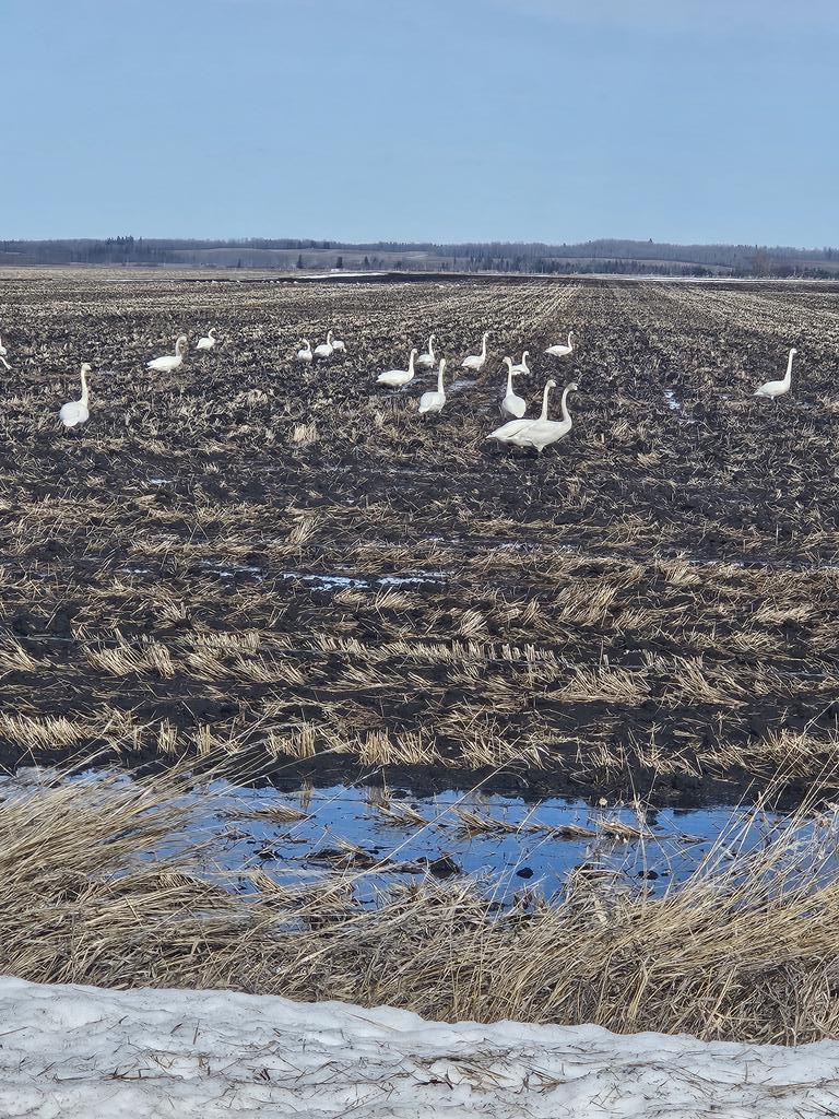 Geetee_123's tweet photo. Signs of spring out here #inthesticks https://t.co/lWJXKUeIi3