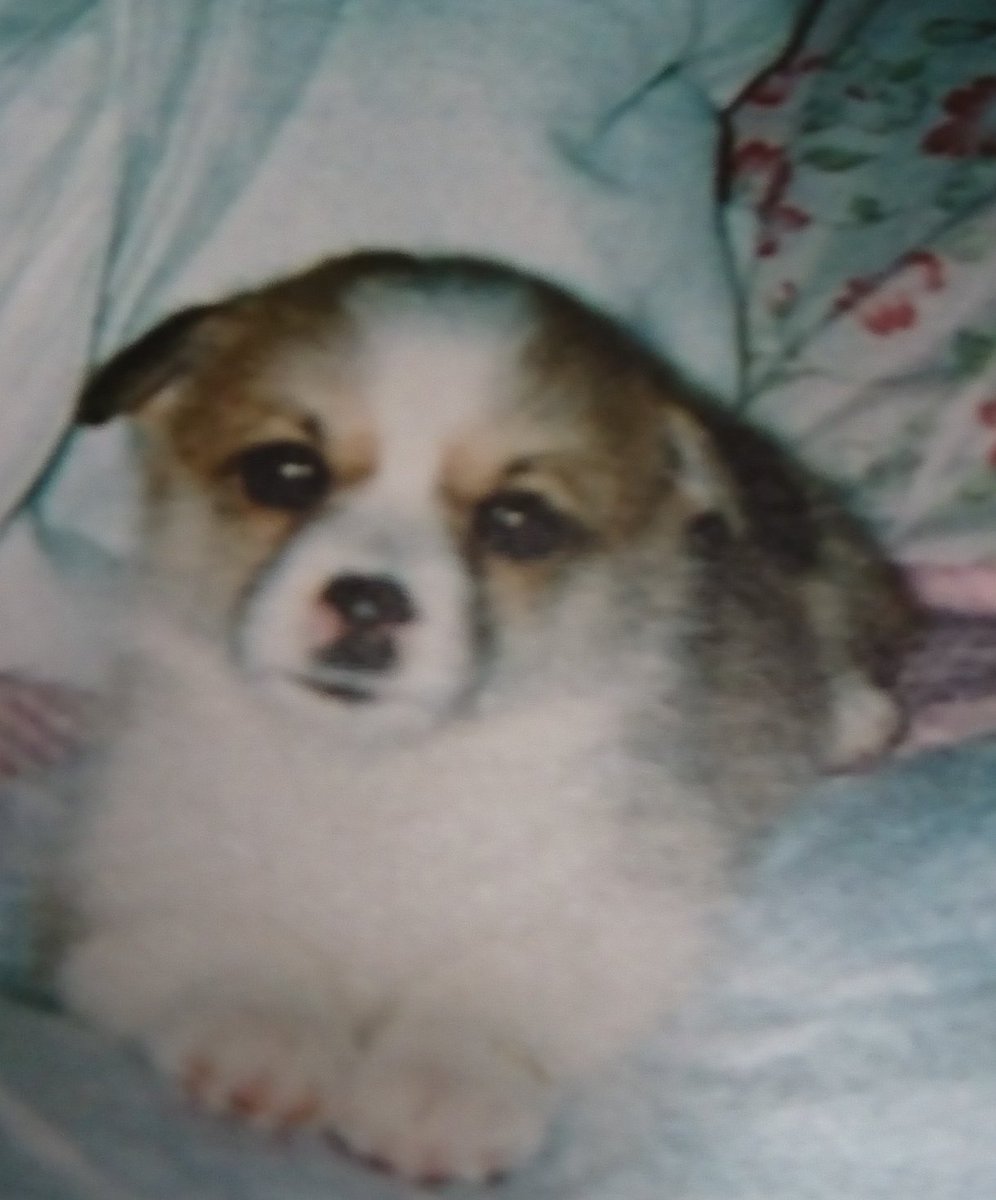 心桜とおかしゃん時々さくら💕 tweet media