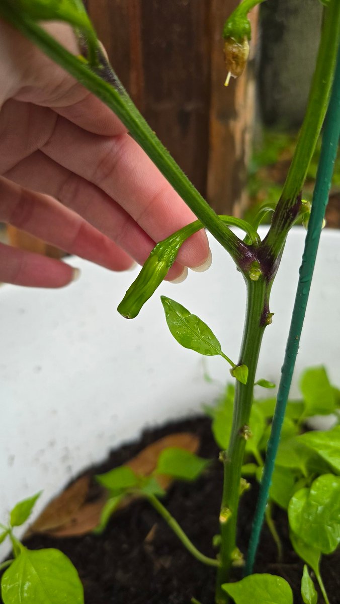 bean ✨ tweet media