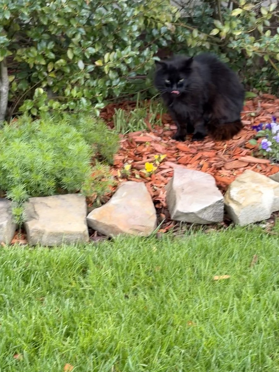 xvermonter61's tweet image. #TOT #DogsofTwitter #CatsofTwitter