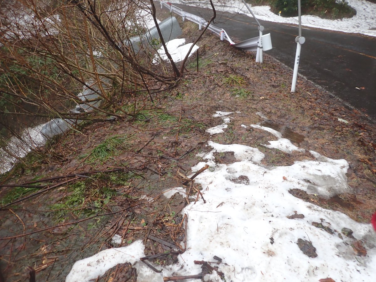 好雪性粘菌を探しに行ってきました。一日中雨が降り続きルリホコリの仲間たちも雨水を被った状態です。それでも美しさは間違いない。