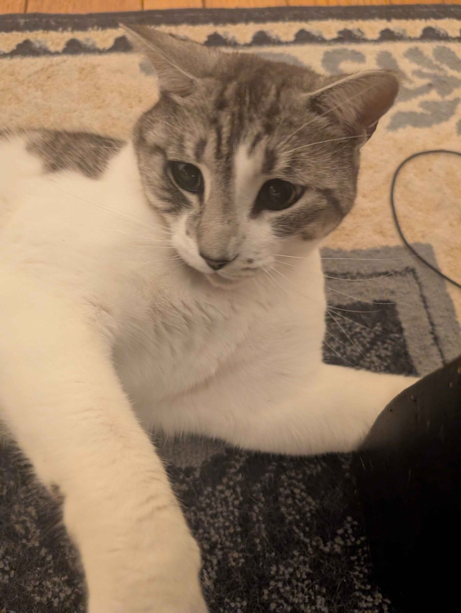 uglycatfactory's tweet photo. she is sad because i tthreatned to blow her to smithereens 🤩 https://t.co/JF1Oy4YgJZ