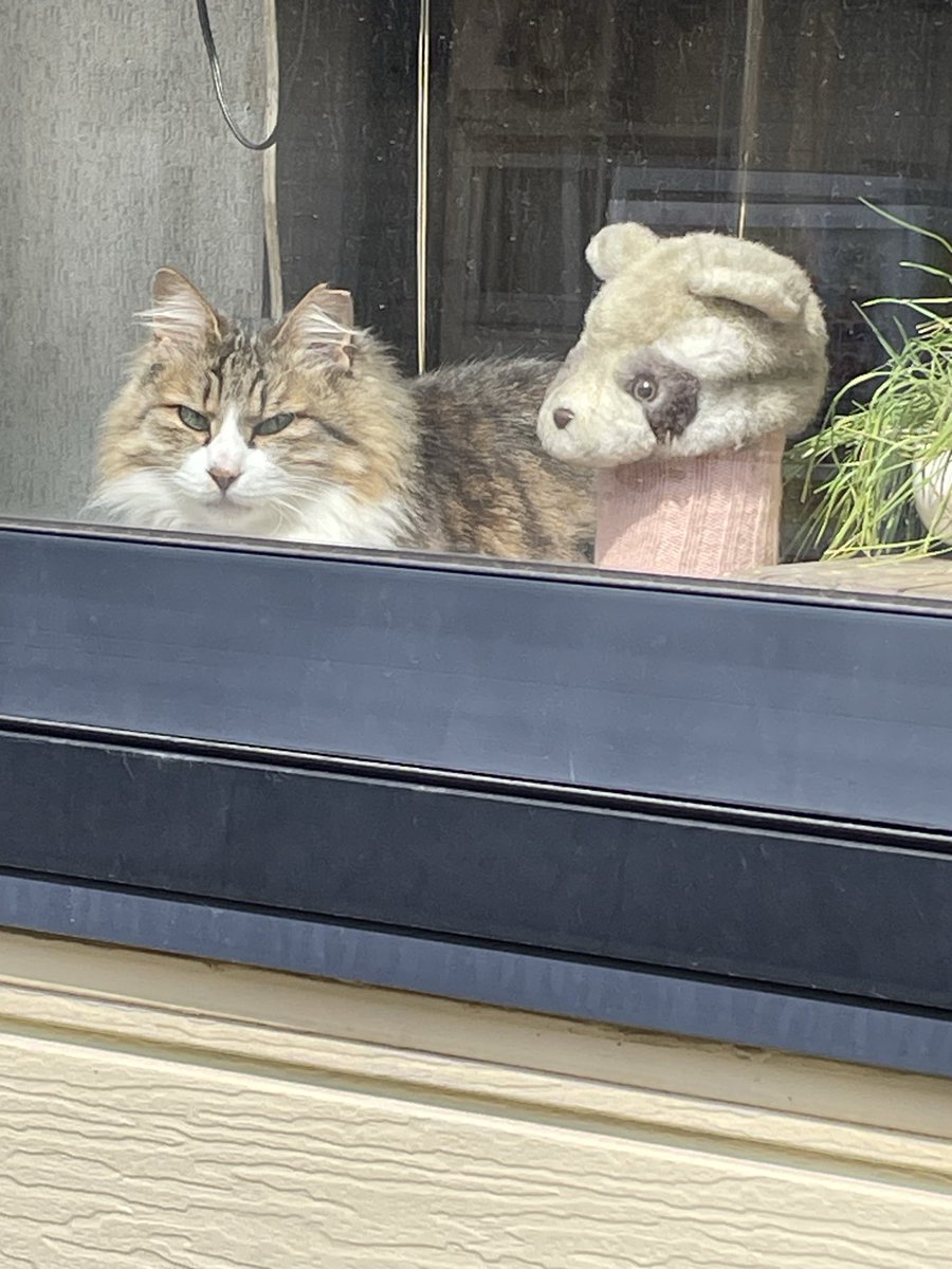 QKくん tweet media