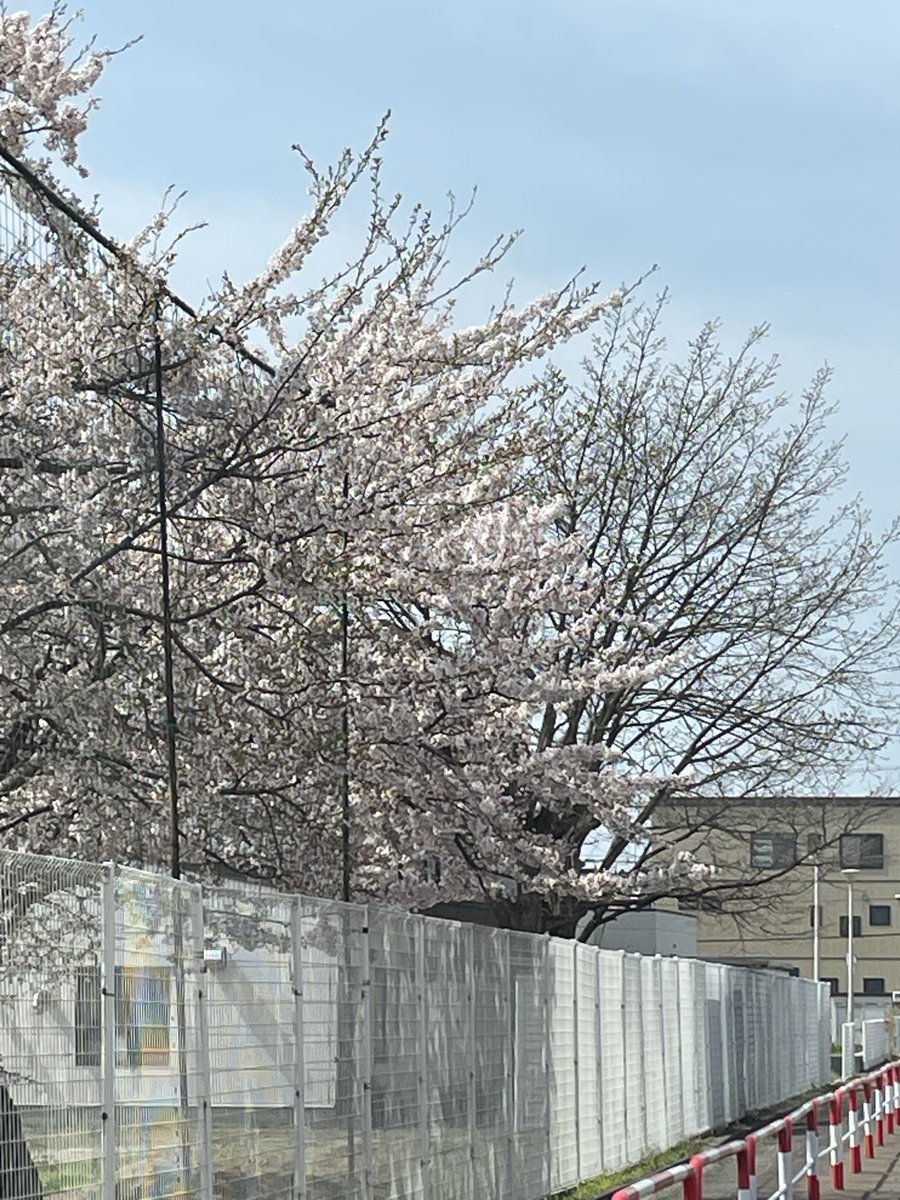 QKくん tweet media