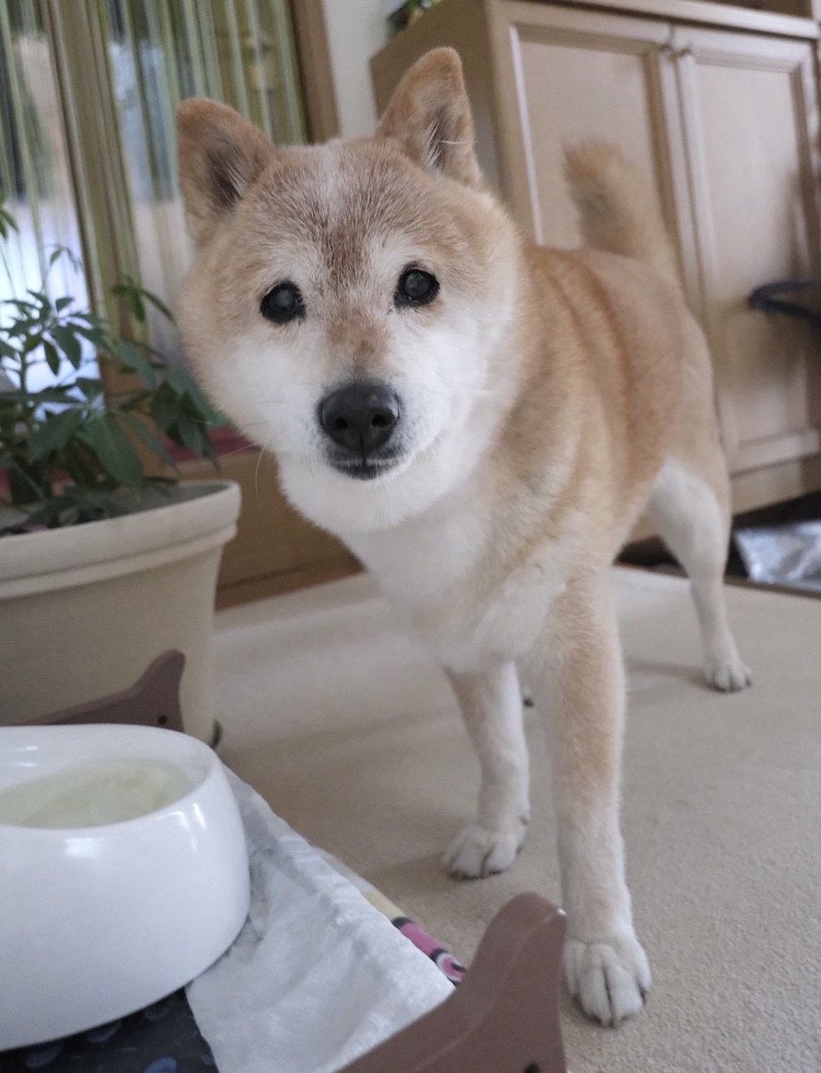 柴犬そら16歳🐕 tweet media