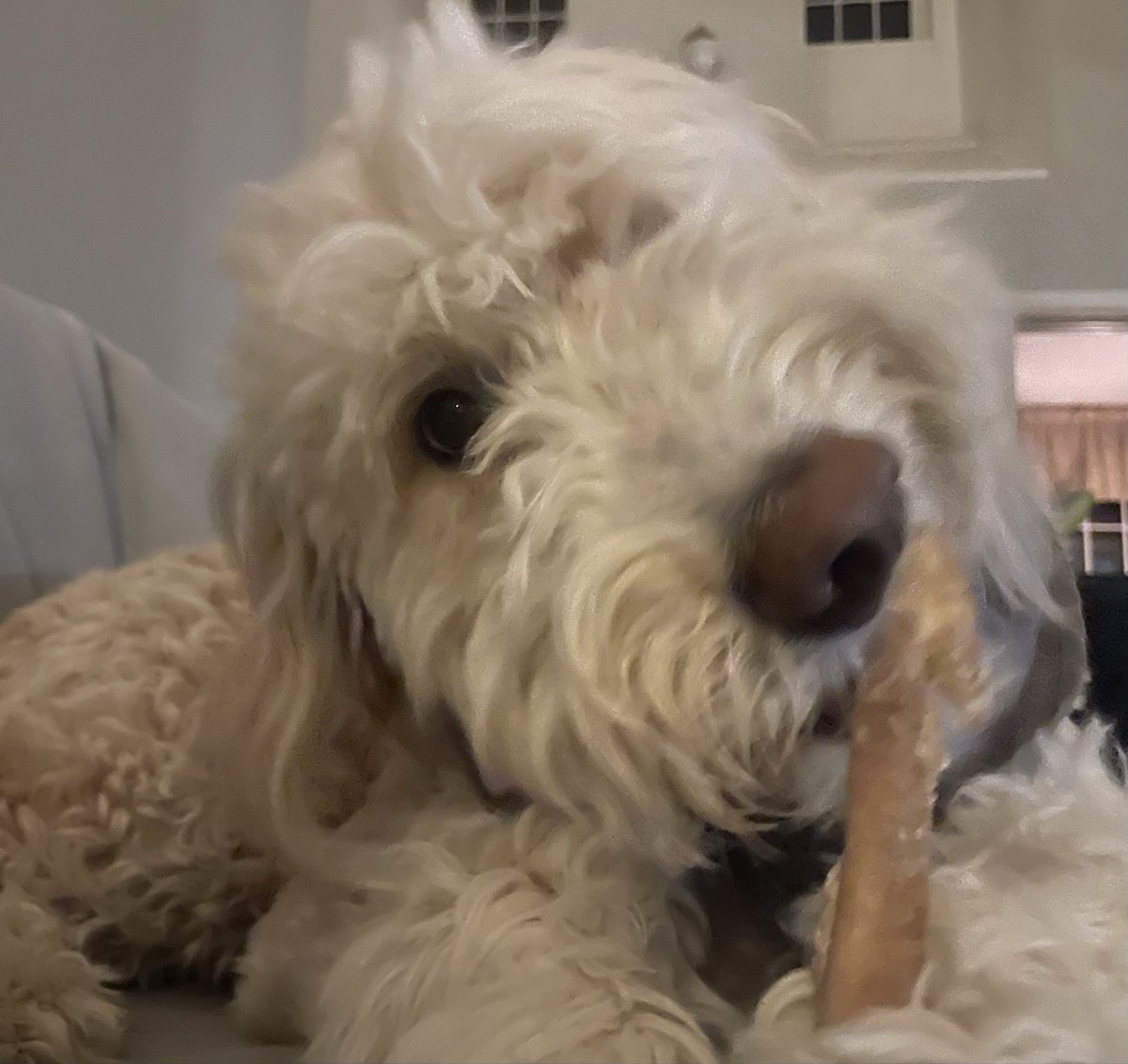 SkyeAdventures's tweet image. Hiya pals! I’m enjoying an evening chomp on my bone. I hope you have a great night! 🐾💗😊 #dogsoftwitter