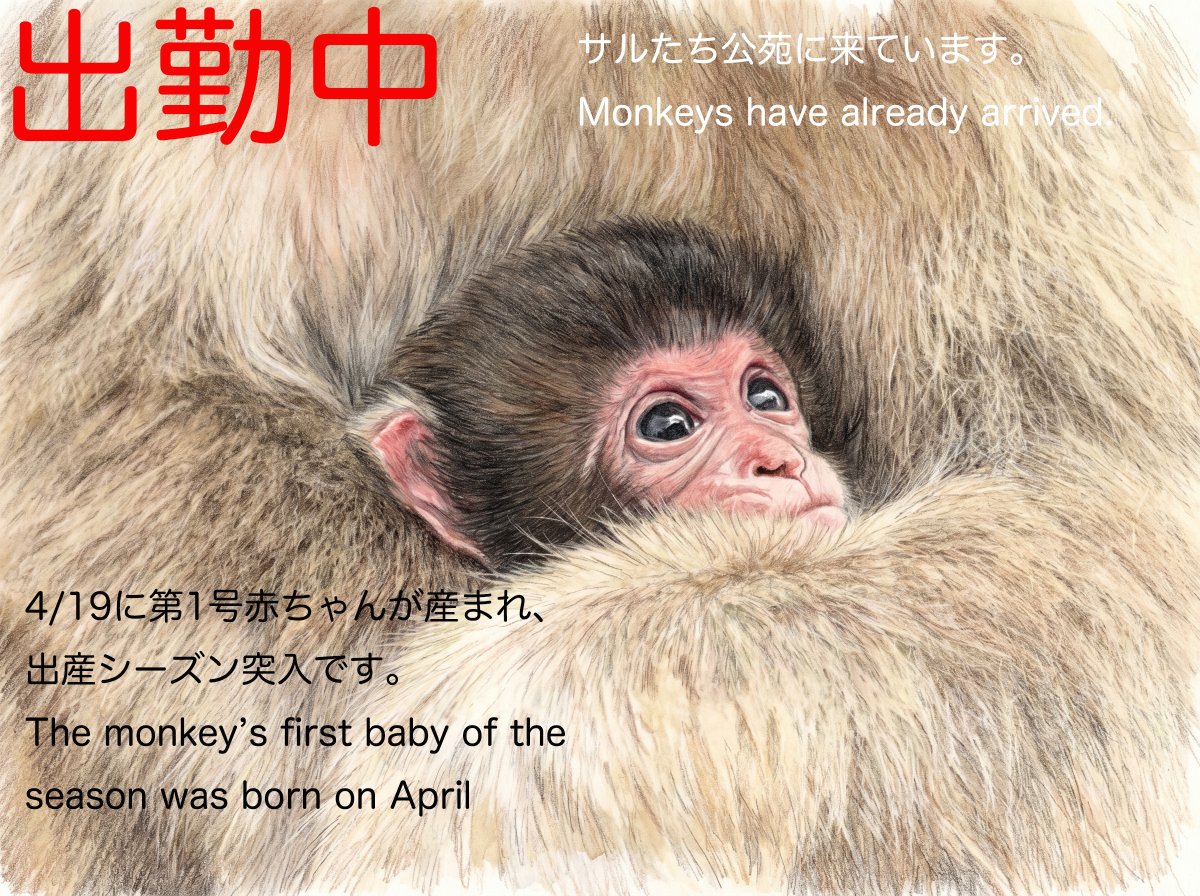 4/22 9:10 サルたち公苑に到着しました おはよございます。 遅刻しま