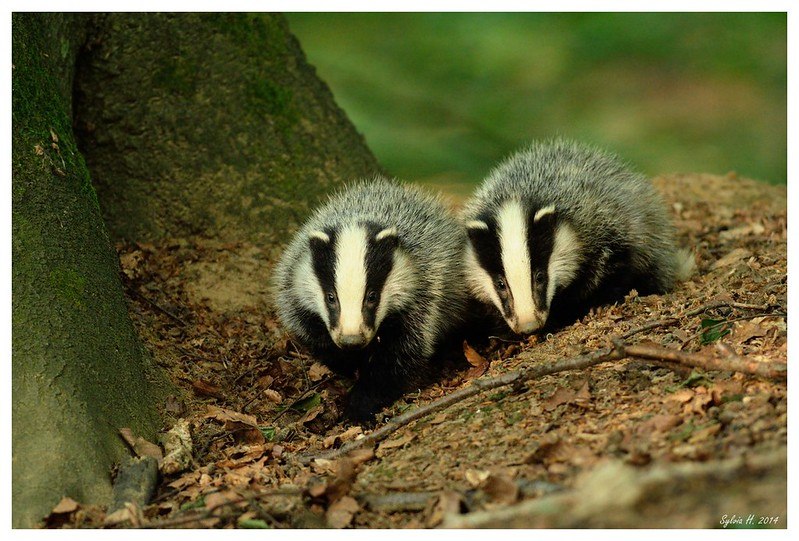 HourlyBadgers's tweet photo. [🔗](https://t.co/aDiEcrEgmQ) https://t.co/xtQSCFF7ar