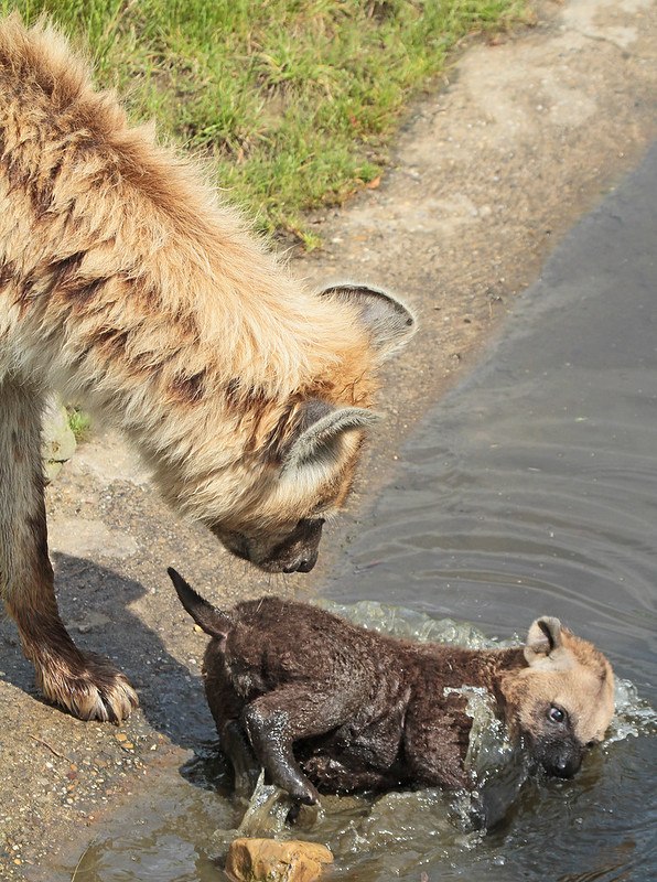 HourlyYeen tweet media