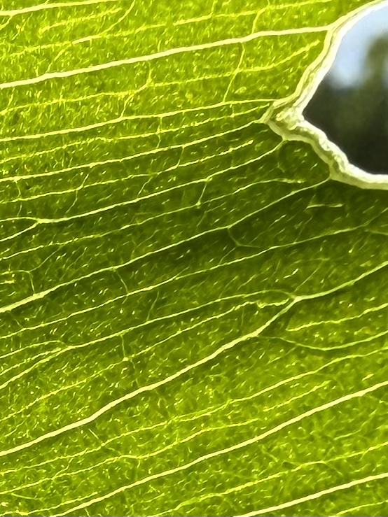CatWantsCoffee's tweet photo. #vss365 #haiku #jade 

Sunlight becomes jade
Tiny green windows turned to
Exquisite stained glass https://t.co/tEPZZoqCgY