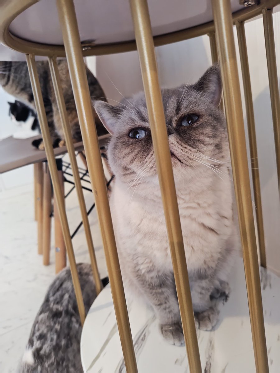 猫Cafeごろにゃん tweet media