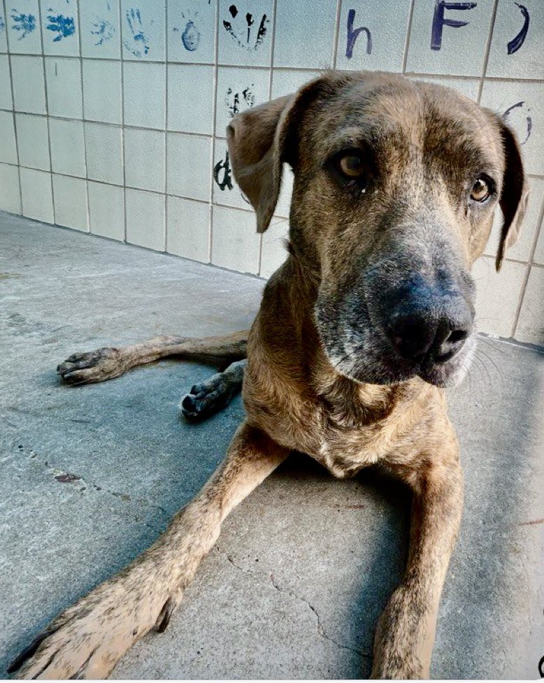 LeporidaeCheryl's tweet image. Stormy  #A293060 manages to smile through TEARS 💦. 

This 6️⃣ yo Plotthound mix is SO brave &amp;amp; good-natured. What a sweetheart 🫶! 

His owner SURRENDERED him, injured &amp;amp; lame in his left hand leg, to #CorpusChristiACS for the 2️⃣nd time! 

Poor STORMY fell into a storm drain! 💔