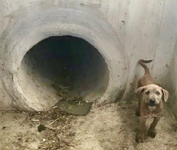 LeporidaeCheryl's tweet image. Stormy  #A293060 manages to smile through TEARS 💦. 

This 6️⃣ yo Plotthound mix is SO brave &amp;amp; good-natured. What a sweetheart 🫶! 

His owner SURRENDERED him, injured &amp;amp; lame in his left hand leg, to #CorpusChristiACS for the 2️⃣nd time! 

Poor STORMY fell into a storm drain! 💔