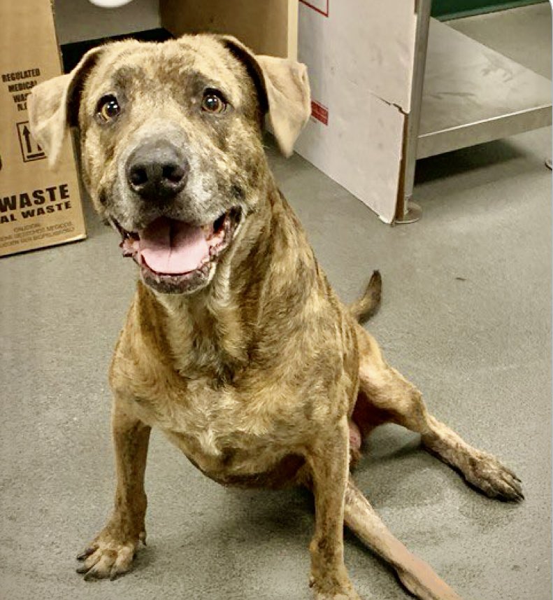 LeporidaeCheryl's tweet image. Stormy  #A293060 manages to smile through TEARS 💦. 

This 6️⃣ yo Plotthound mix is SO brave &amp;amp; good-natured. What a sweetheart 🫶! 

His owner SURRENDERED him, injured &amp;amp; lame in his left hand leg, to #CorpusChristiACS for the 2️⃣nd time! 

Poor STORMY fell into a storm drain! 💔