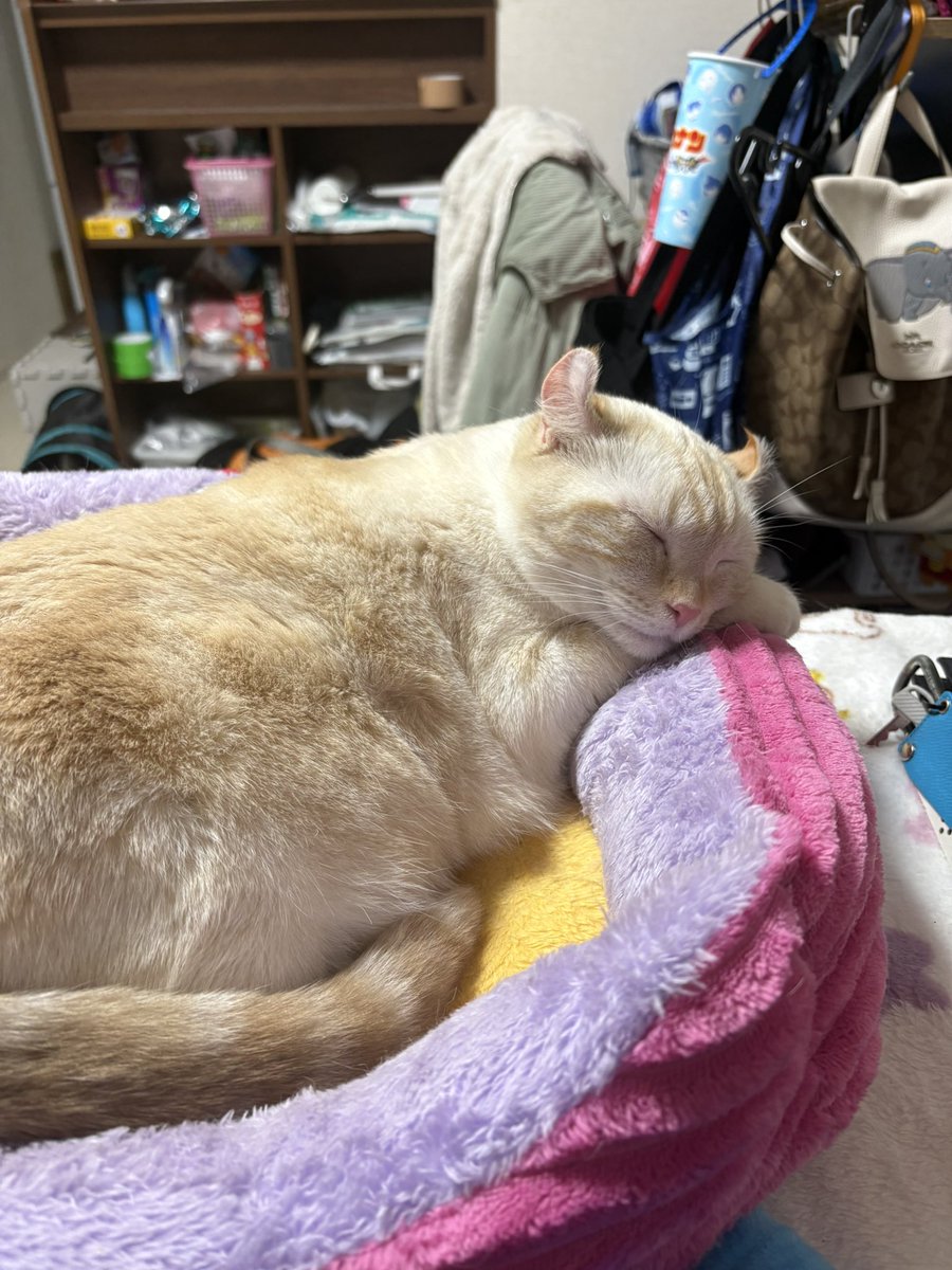 おきたさん tweet media